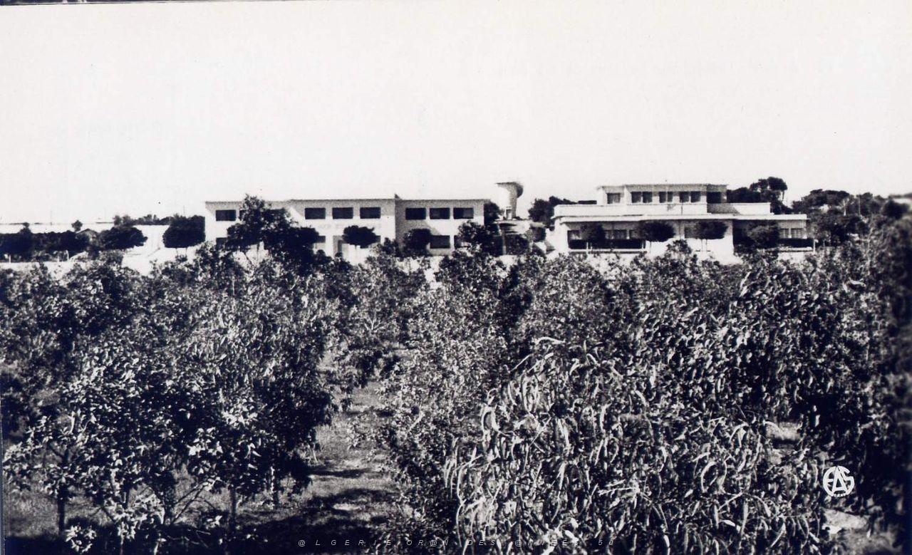 Ain el turck 506- La mer et les pins COLLECTION DES AMIS DE ND DE SANTA CRUZ.jpg